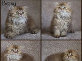 3 chatons British Shorthair inscrits au LOOF de mars 2026 en vente