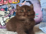 3 chatons British Shorthair chocolat d'avril 2026 LOOF à réserver