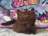3 chatons British Shorthair chocolat d'avril 2026 LOOF à réserver