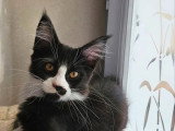 Femelle Maine Coon noire et blanche non LOOF à vendre née en novembre 2025