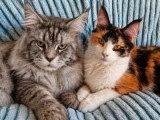 Femelle Maine Coon noire et blanche non LOOF à vendre née en novembre 2025