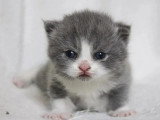 Deux chatons British Shorthair femelles bleues et blanches LOOF à réserver