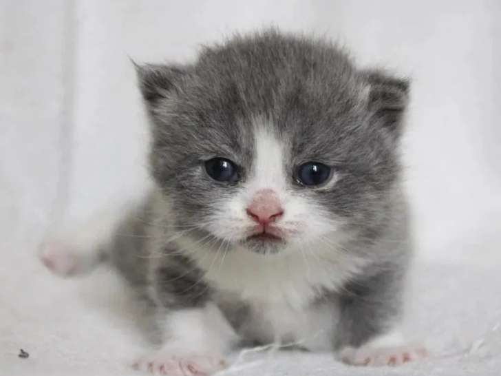 Deux chatons British Shorthair femelles bleues et blanches LOOF à réserver