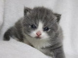 Deux chatons British Shorthair femelles bleues et blanches LOOF à réserver
