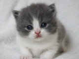 Deux chatons British Shorthair femelles bleues et blanches LOOF à réserver