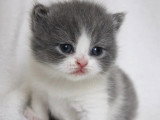 Deux chatons British Shorthair femelles bleues et blanches LOOF à réserver
