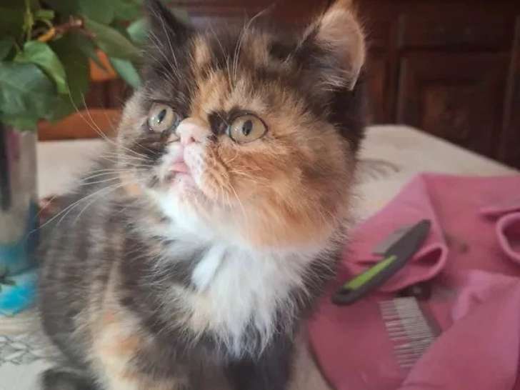 Deux chatons Exotic Shorthair LOOF nés en février 2026 à vendre