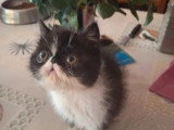 Deux chatons Exotic Shorthair LOOF nés en février 2026 à vendre