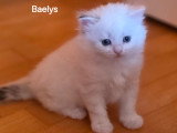 Chatons Sibérien LOOF à vendre