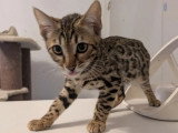 Chaton Bengal mâle LOOF en vente né en mars 2026