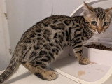 Chaton Bengal mâle LOOF en vente né en mars 2026