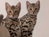 Chaton Bengal mâle LOOF en vente né en mars 2026