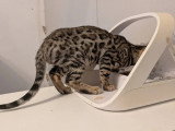 Chaton Bengal mâle LOOF en vente né en mars 2026