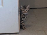 Chaton Bengal mâle LOOF en vente né en mars 2026