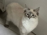 Recherche chat mâle Sibérien LOOF pour saillie