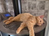 Babar, chaton Selkirk Rex LOOF à vendre