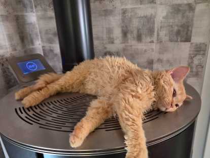 Babar, chaton Selkirk Rex LOOF à vendre