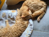 Babar, chaton Selkirk Rex LOOF à vendre