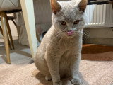 Femelle British Shorthair lilac à vendre