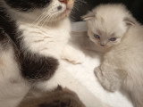 Chatons Scottish Fold  ou straight à vendre (1 femelles & 2 mâles)