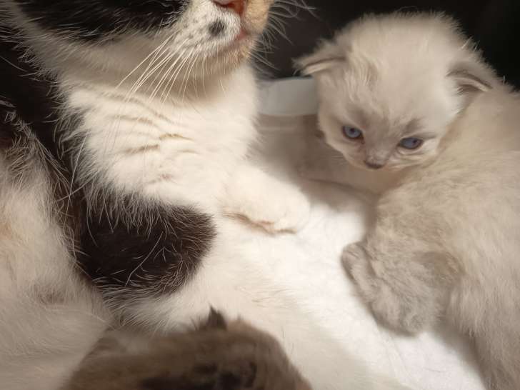 Chatons Scottish Fold  ou straight à vendre (1 femelles & 2 mâles)