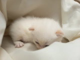 Chatons Scottish Fold  ou straight à vendre (1 femelles & 2 mâles)