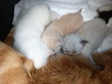 Chatons Scottish Fold  ou straight à vendre (1 femelles & 2 mâles)