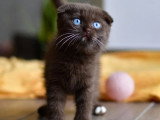 4 chatons Scottish Fold mâles non LOOF d'avril 2026 à réserver