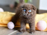 4 chatons Scottish Fold mâles non LOOF d'avril 2026 à réserver
