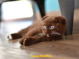 4 chatons Scottish Fold mâles non LOOF d'avril 2026 à réserver