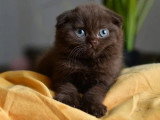 4 chatons Scottish Fold mâles non LOOF d'avril 2026 à réserver