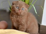 4 chatons Scottish Fold mâles non LOOF d'avril 2026 à réserver