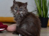 7 chatons Celeste Longhair  LOOF d'avril 2026 à réserver
