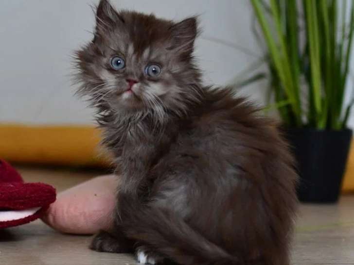 7 chatons Celeste Longhair LOOF d'avril 2026 à réserver