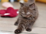 7 chatons Celeste Longhair LOOF d'avril 2026 à réserver