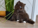 7 chatons Celeste Longhair LOOF d'avril 2026 à réserver