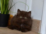 7 chatons Celeste Longhair LOOF d'avril 2026 à réserver