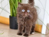 7 chatons Celeste Longhair LOOF d'avril 2026 à réserver