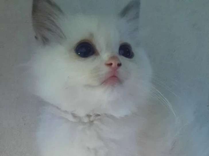 Chaton femelle Ragdoll bleu bicolore de mars 2026 à réserver LOOF