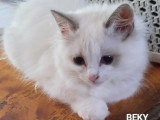 Chaton femelle Ragdoll bleu bicolore de mars 2026 à réserver LOOF