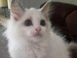 Chaton femelle Ragdoll bleu bicolore de mars 2026 à réserver LOOF