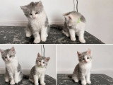 3 chatons Maine Coon LOOF nés en avril 2026 à vendre