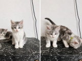 3 chatons Maine Coon LOOF nés en avril 2026 à vendre