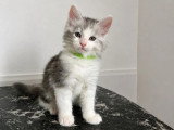 3 chatons Maine Coon LOOF nés en avril 2026 à vendre
