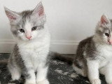 3 chatons Maine Coon LOOF nés en avril 2026 à vendre