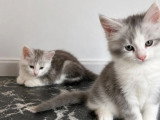 3 chatons Maine Coon LOOF nés en avril 2026 à vendre