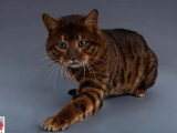 Portée Toyger LOOF 1 mâle 2 femelles nés mars 2026 à vendre