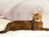 Portée Toyger LOOF 1 mâle 2 femelles nés mars 2026 à vendre