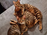 Portée Toyger LOOF 1 mâle 2 femelles nés mars 2026 à vendre