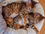 Portée Toyger LOOF 1 mâle 2 femelles nés mars 2026 à vendre